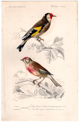 Goldfinch, Linnet